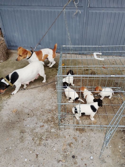 Малки Джак ръсел Териер