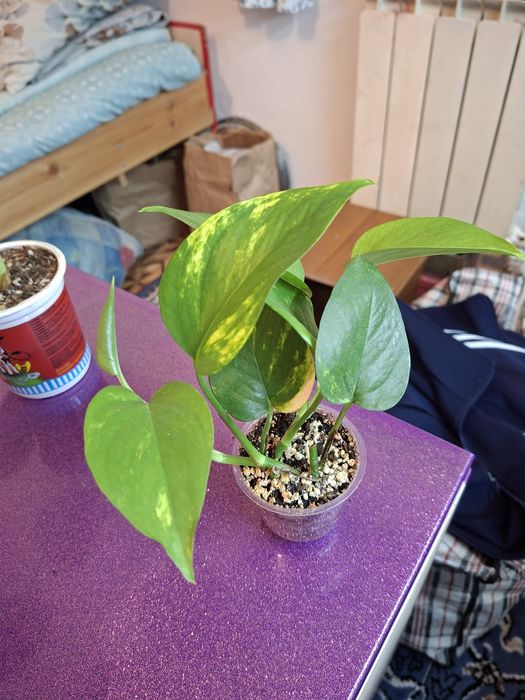 Комнатные цветы молодые