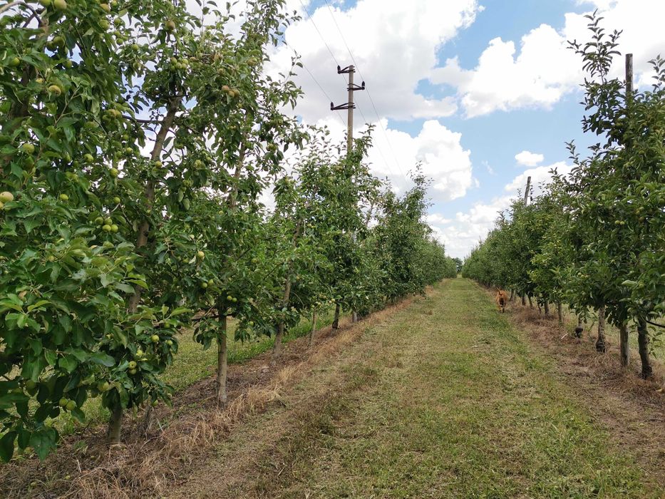 Продава се Земеделски имот в с. Могила, Област Стара Загора -  кв.м за 2881 €/дка - Снимка #14