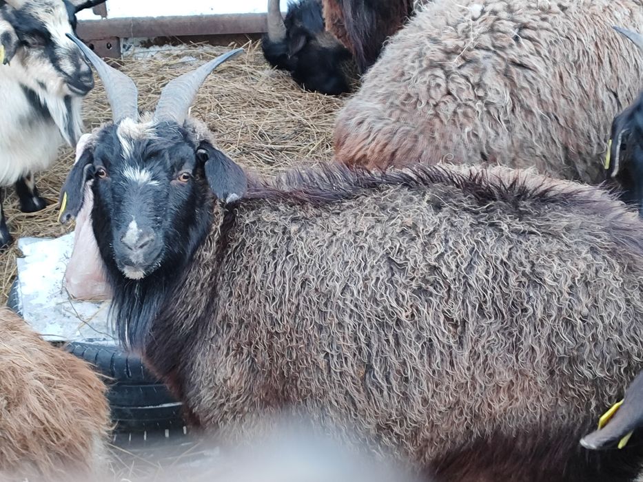 Ешкілер сатылады 4 бас ұрғашы, 1теке