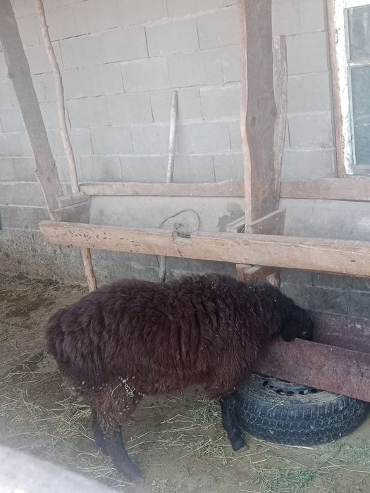 Продам кошкара гиссар