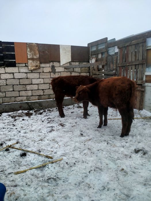 Быки и коровы///