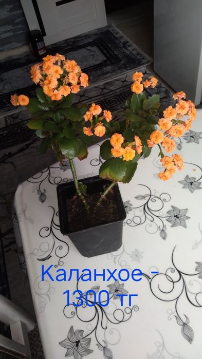 Цветы комнатные.