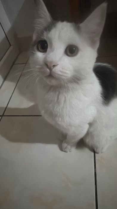 Макс ищет новую семью