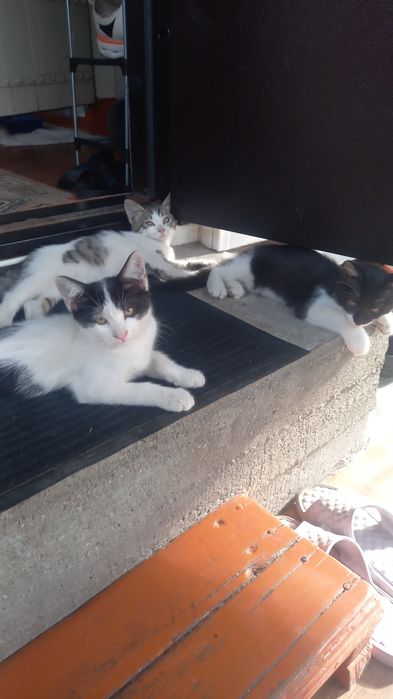 Отдаем домашних котят