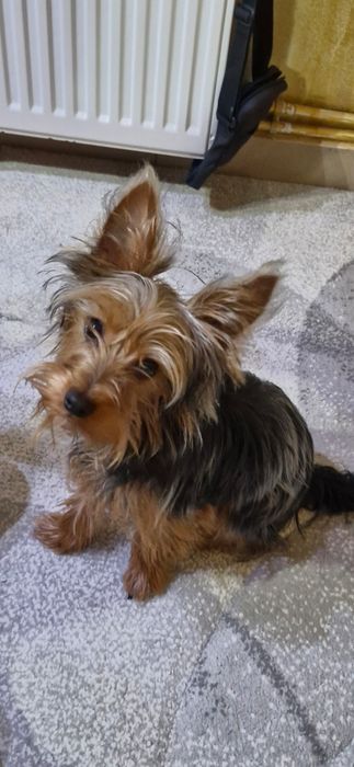 Мини  Йорки търси нов дом