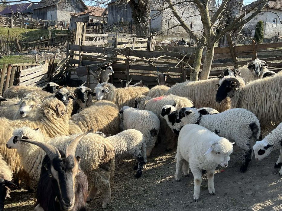 Vând 12 oi din 25 pe ales