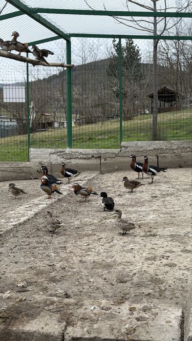 Лебеди, гъзки, патки