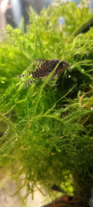 Продам Яванский мох