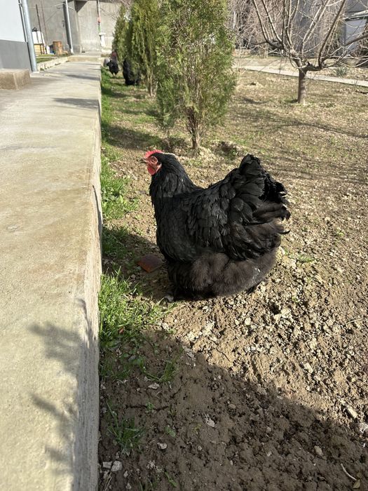 Алмазние Кох Koxinxin гигант Товук