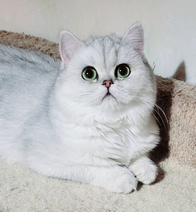 Британские кошки