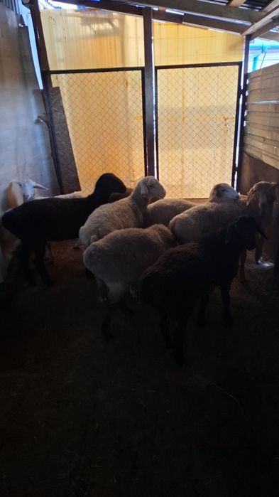 Каргалы продам баранов