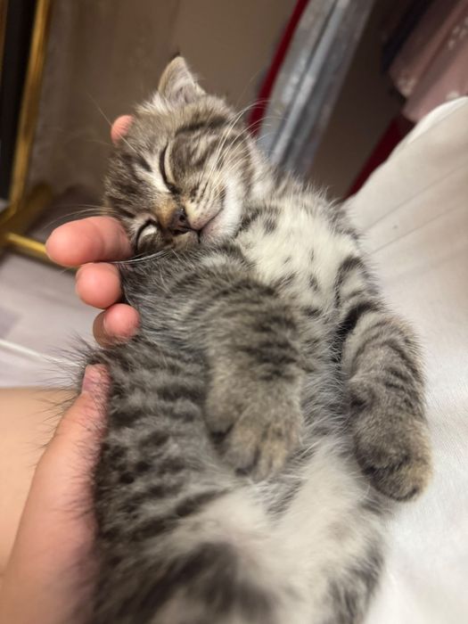 Продам котенок Шотландские