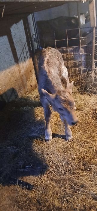 Vand vitel brun pt mai multe detali in pv