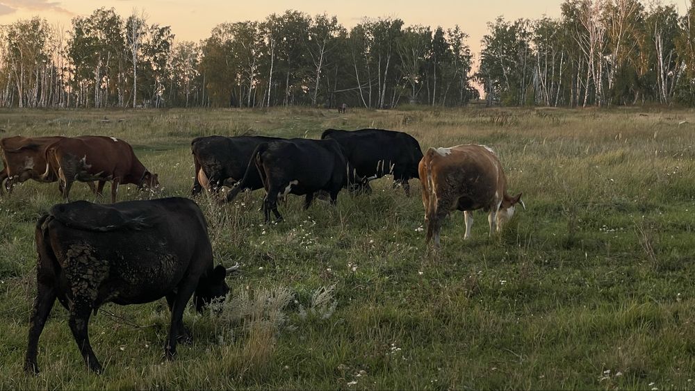Продам все поголовье сразу