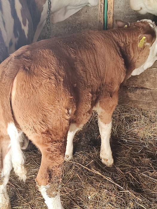 Vând vițică din vacă bună