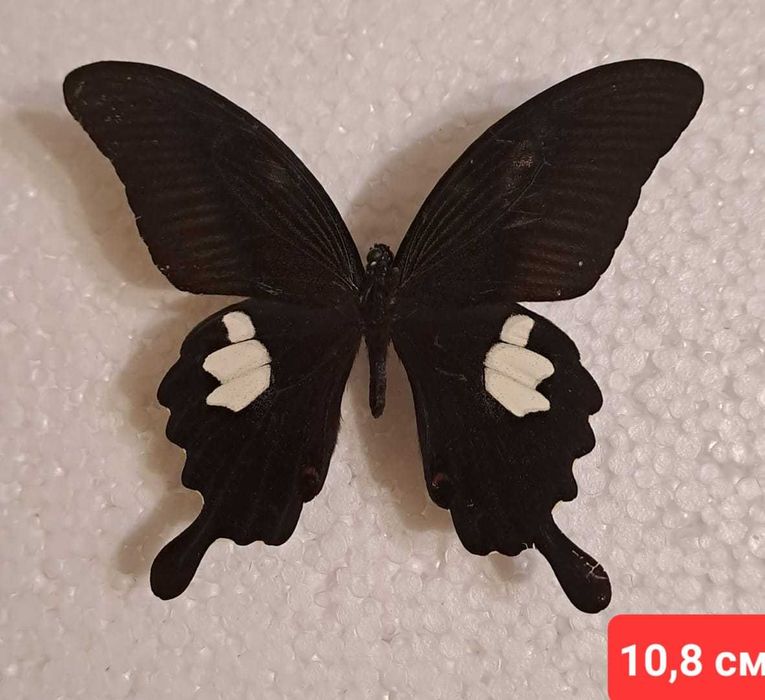 Настоящая бабочка в рамке.