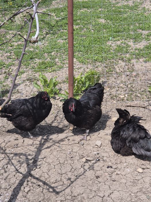 Găini Australorp