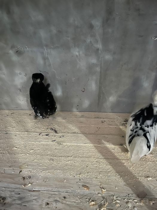 Продам карликовые куры султанки