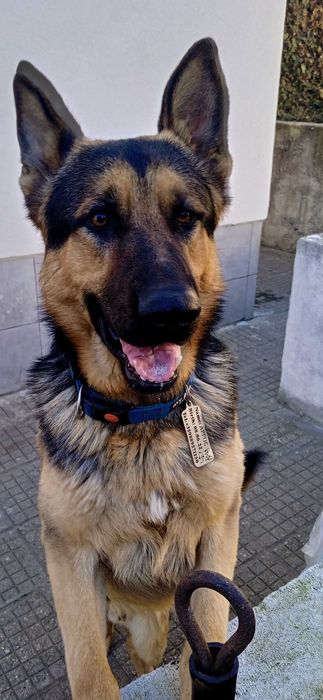 Немска овчарка на 4 год,обучена ,мъжка