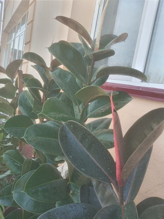 Фикус (кора шахзода) гуллари 4 йиллик узунлиги 2 метр атрофида