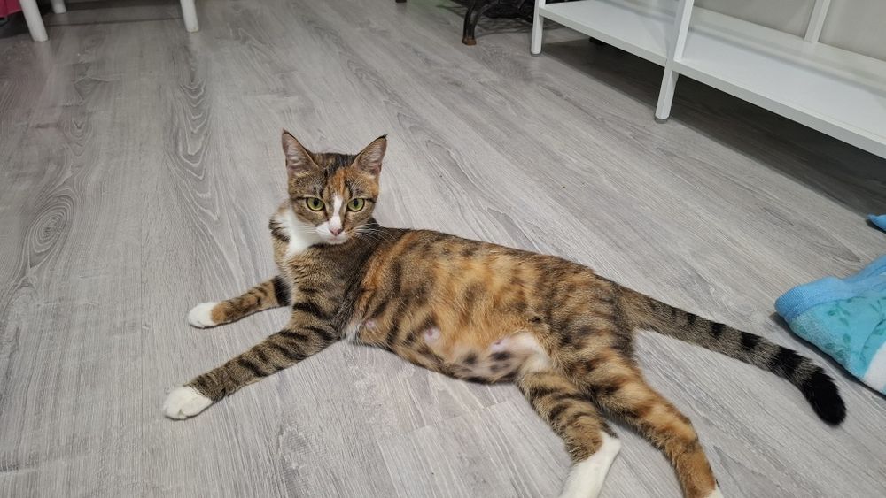 Отдам в Добрые руки  котят