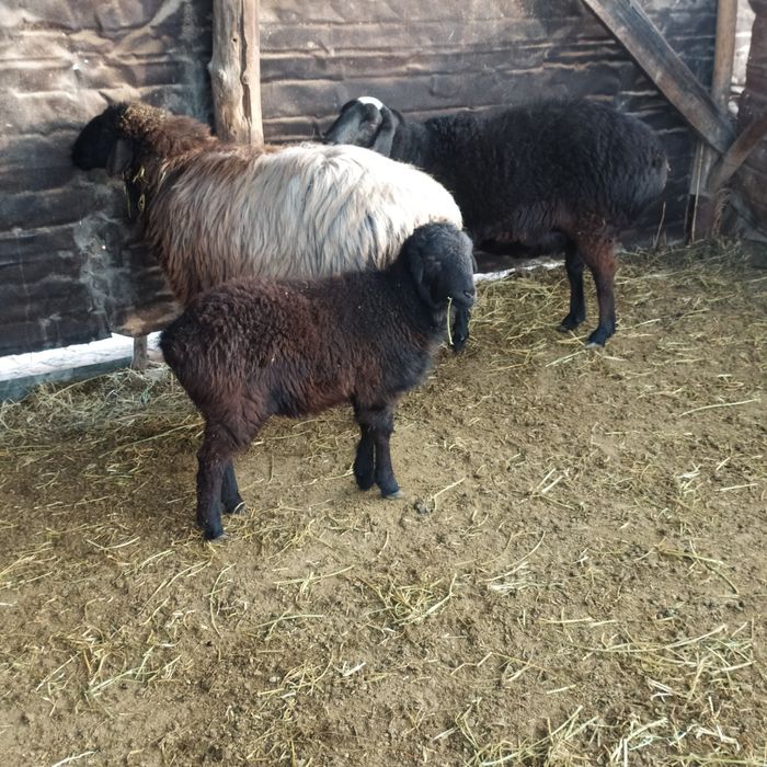 Moda qazoqi baracha sotiladi