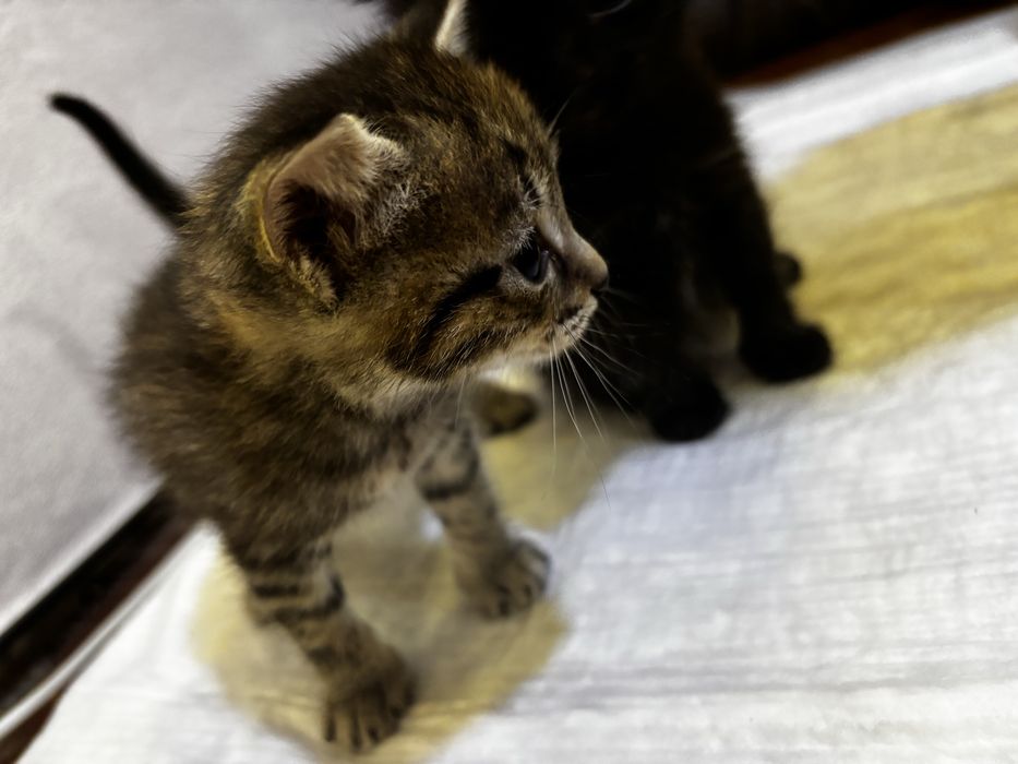 Отдам котят 1 мес