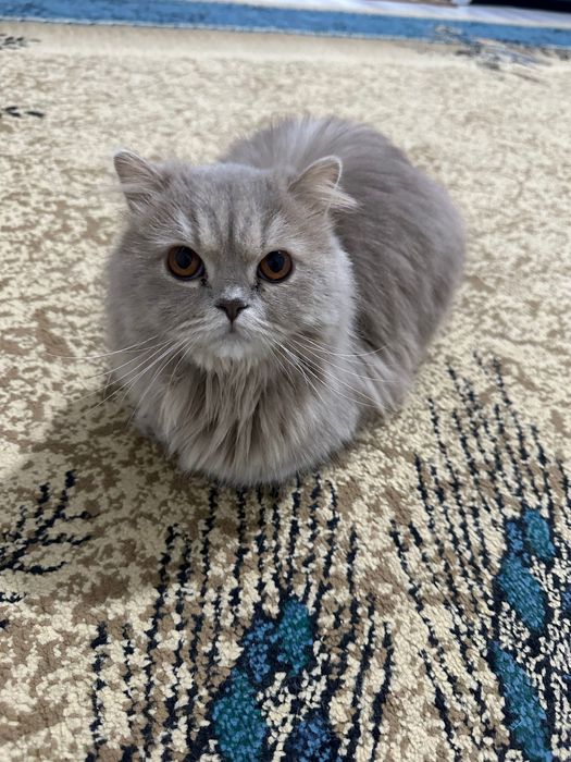 Шотландский Хайленд Фолд