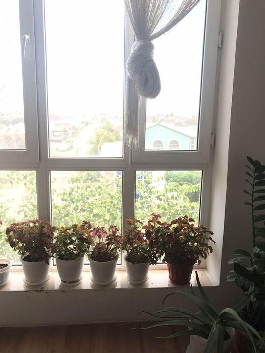 Комнатные цветы,