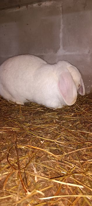 Iepuri berbec german