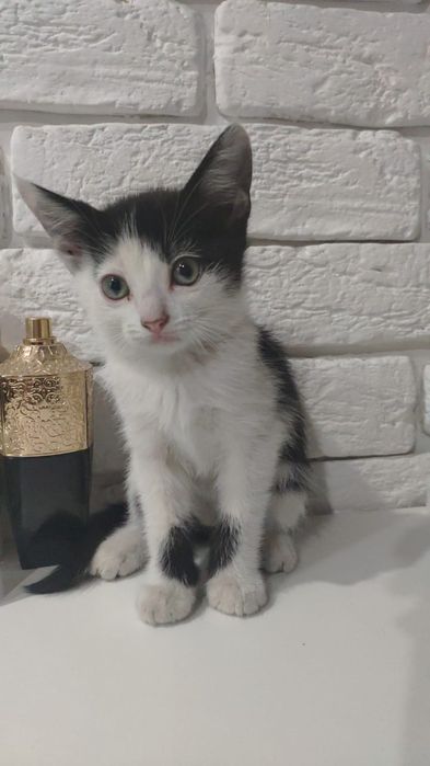 Отдам котят в хорошие руки