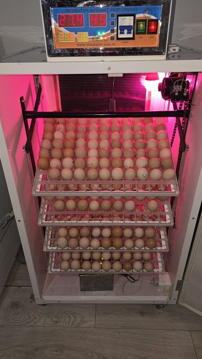 Oua incubatie pasari de rasă