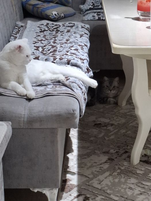 Вязка Кот опытный Симба