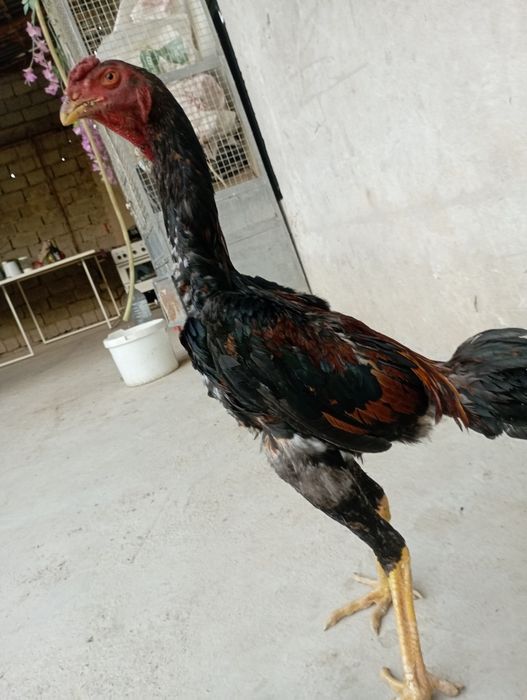 dakan sotiladi zor