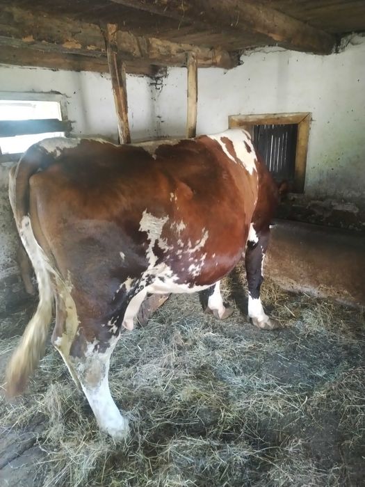 Vand vaca balanță