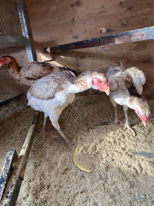 Продам дакан кур и петухов