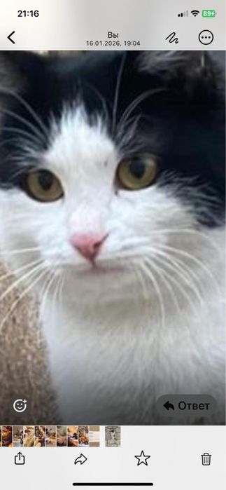 Кот домашний котик