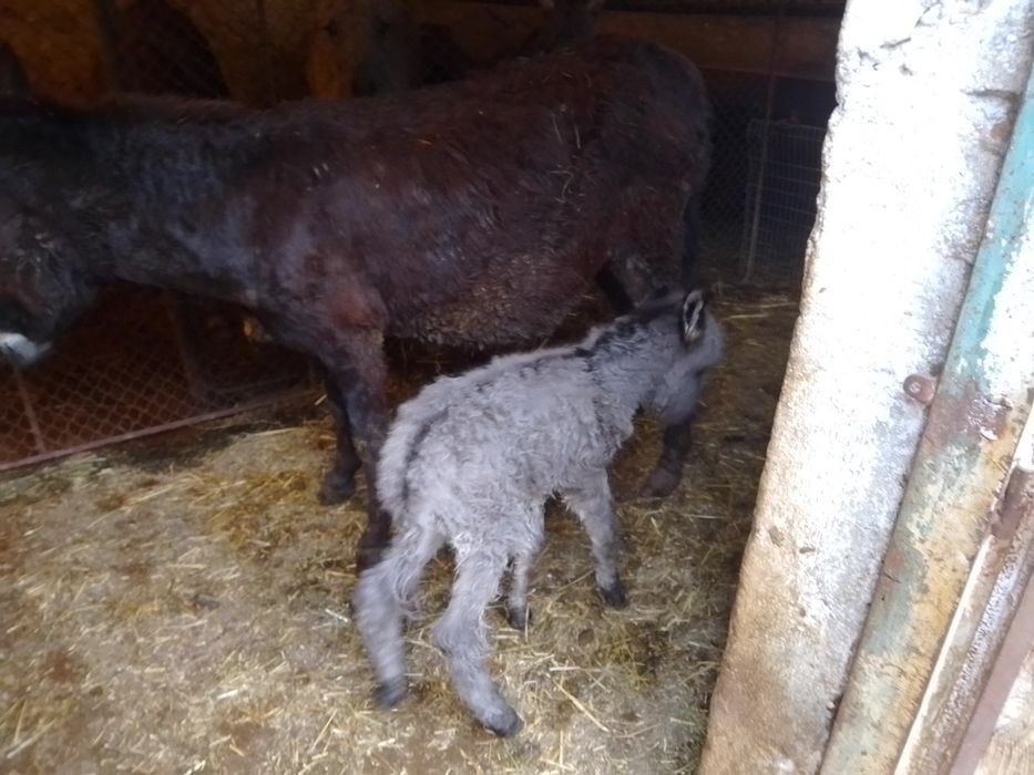 De vânzare Măgăriță cu pui