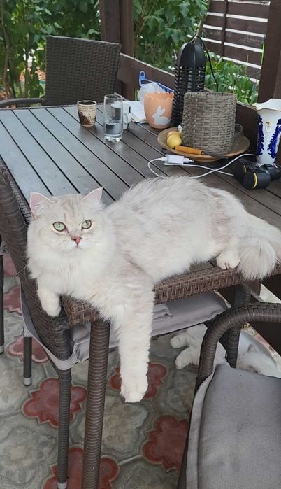 British longhair enervant de lipicios cu pedigree