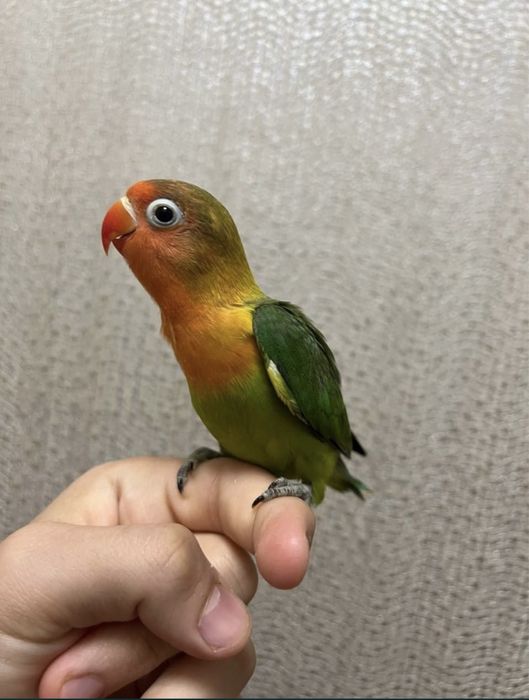 Продается ручной попугай неразлучники
