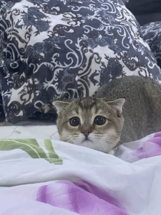 Shatlanskiy shinshila mushuk o’gil bola