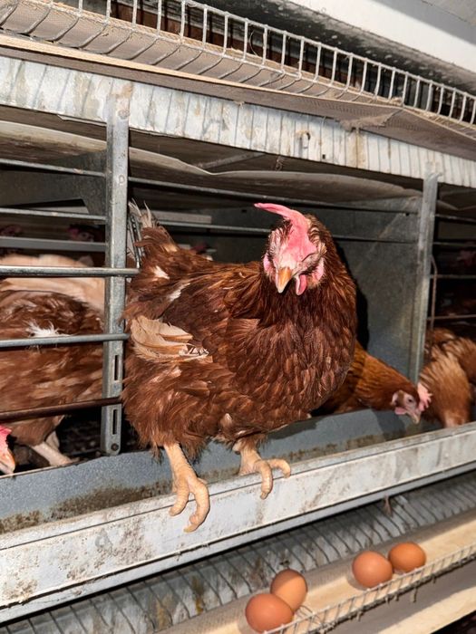 Кокошки - Носачки