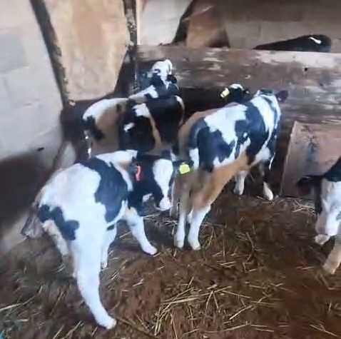 Телята 15 дней до 1 года / Бұзаулар сатылады