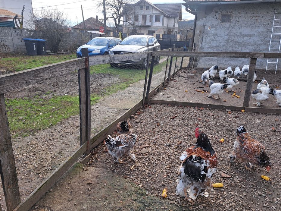 Vand oua incubat brahma portelan