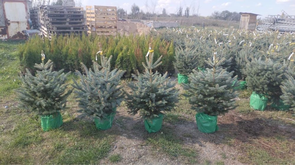 Елка в горшке живая