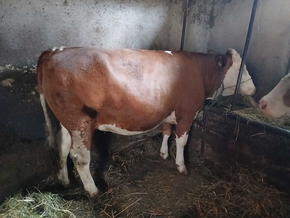 Vaci  de vanzare gestante si cu lape