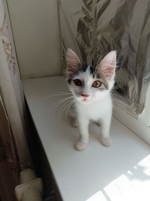 Отдам котёнка девочка