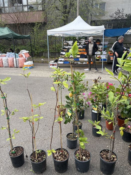 Лимони/Кумкуат и растения