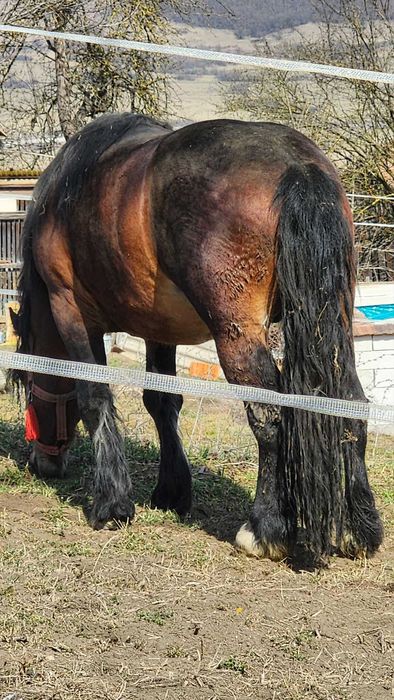 Vand armasar de 3 ani!